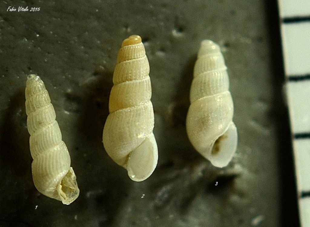 Gasteropodi da determinare